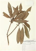 藏品(長葉木薑子)的圖片